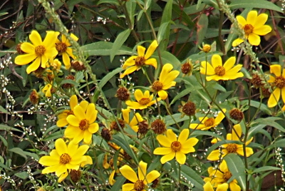 [This plant produces a profusion of yellow blooms. Each flower has eight wide yellow petals with a yellow-brown mound in the center. Some blooms have lost all their petals but the brown ball center remains at the top of the stem.]